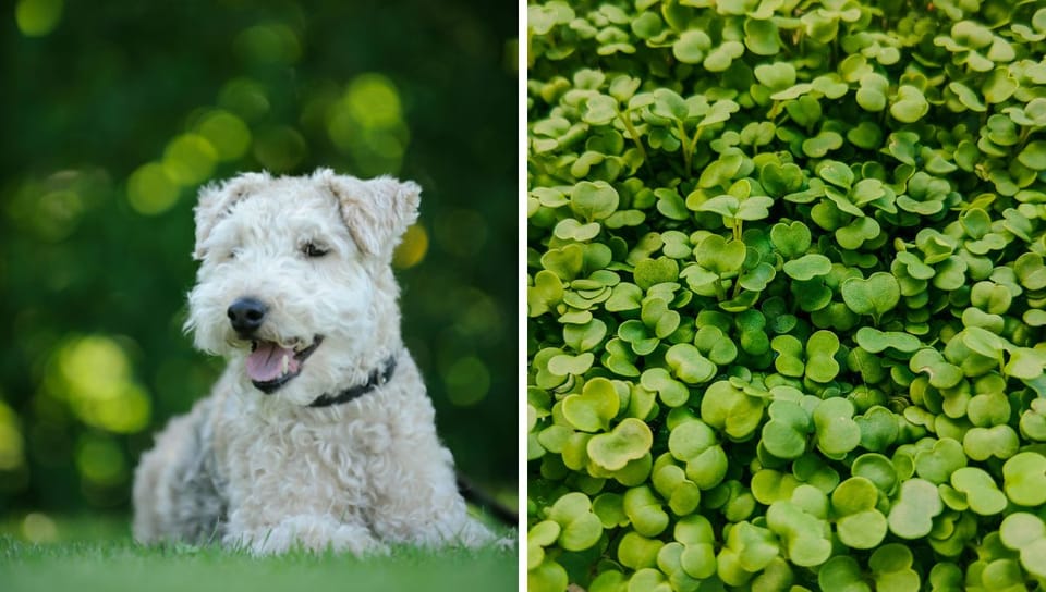 Arugula Microgreens for Dogs: A Nutritious Boost for Your Furry Friend