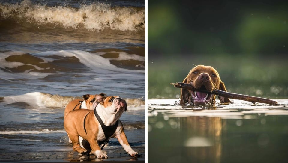 Doggy Paddle: A Guide to Keeping Your Pooch Safe Around Water