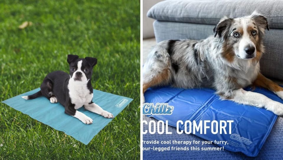 The 5 Best Selling Cooling Dog Beds on Amazon That Your Pup Will Love!