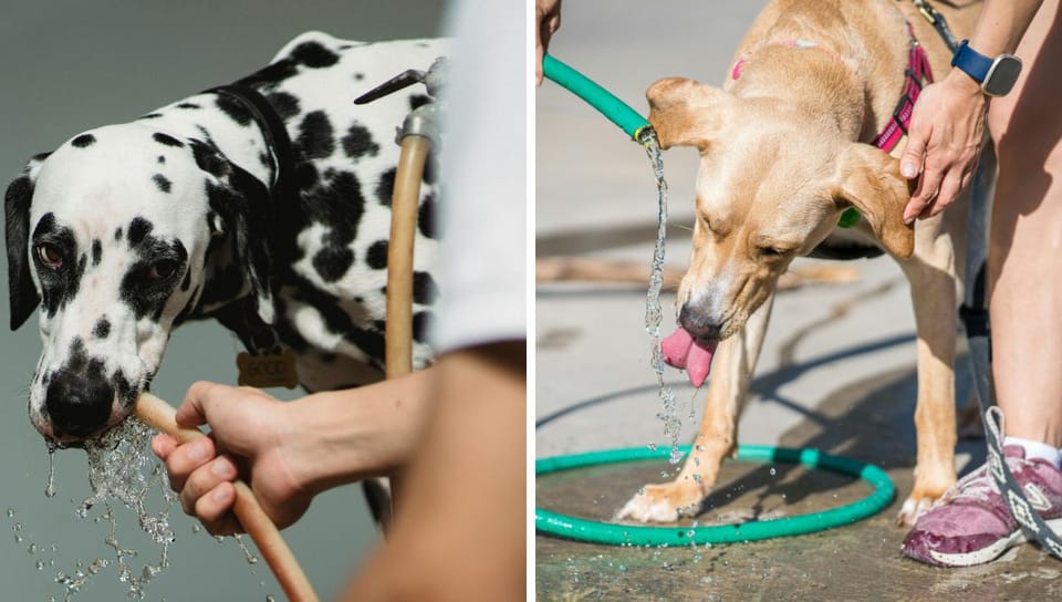 How to Tell if Your Dog is Dehydrated