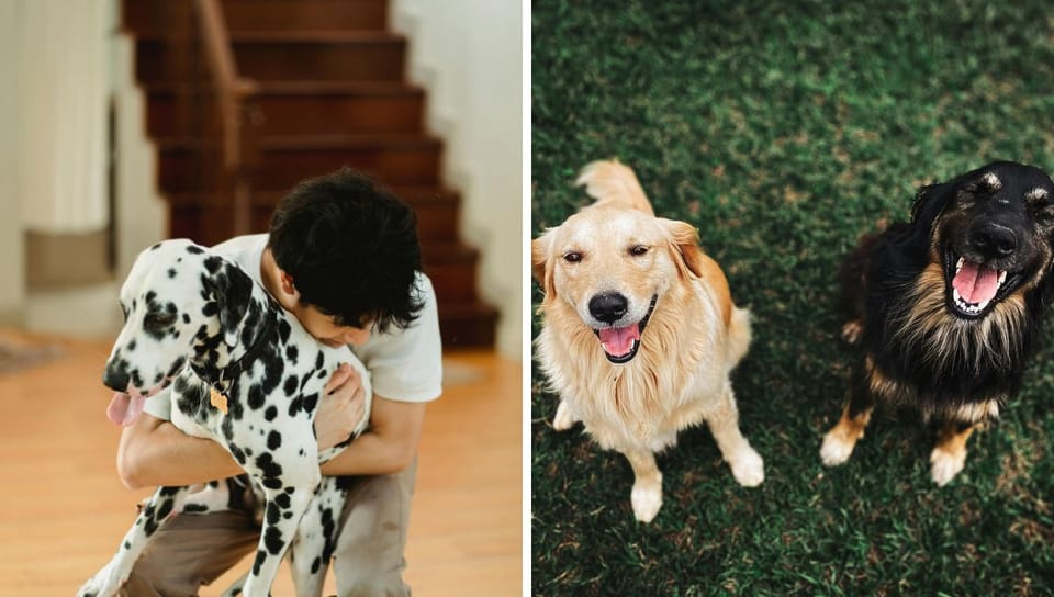 Best Dogs For Extroverts