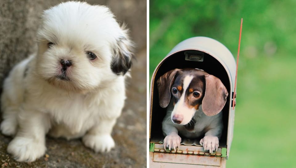 10 Best Dog Breeds for Introverts: Your Perfect Furry Companions