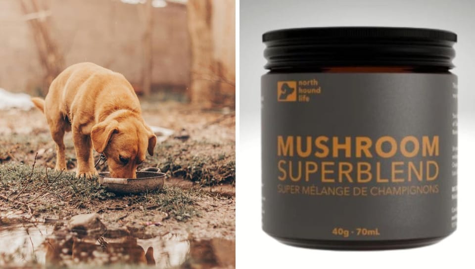 Bone Broth Ice Tea for Dogs with Mushroom Superblend: A Canine Culinary Revolution